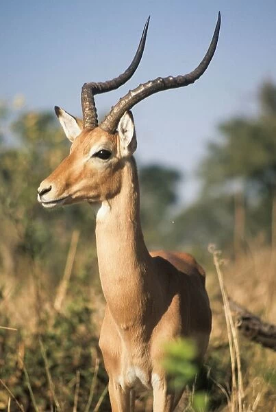 Gemsbok. Botswana. Africa