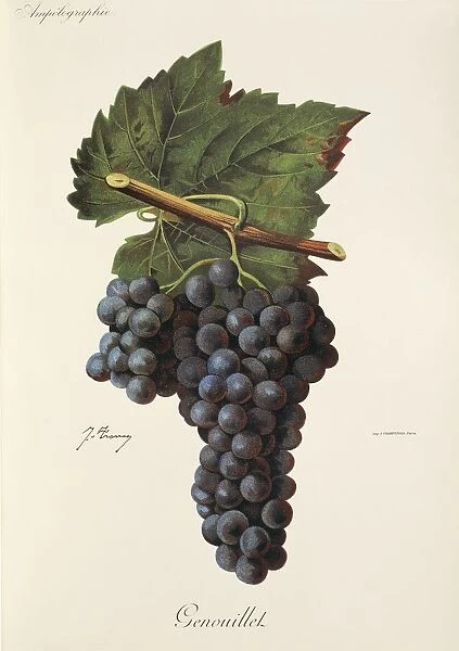 Genouillet grape, illustration by J. Troncy
