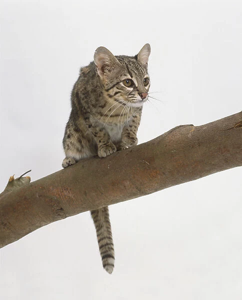 Geoffroys Cat (Felis geoffroyi) perched on branch, low angle view