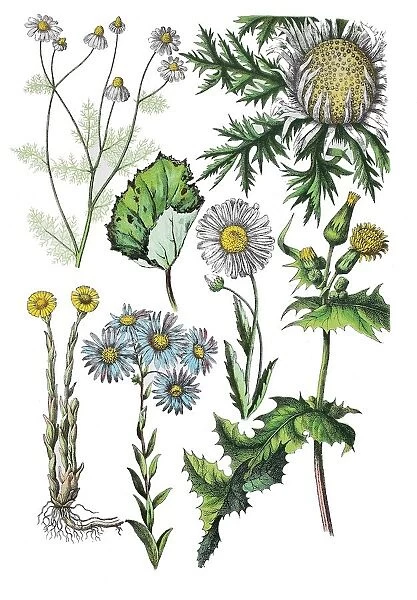 German chamomile, Matricaria chamomilla L. (left top), stemless carline thistle