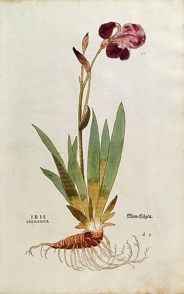 German Iris - Iris florentina (Iris germanica) by Leonhart Fuchs from De historia stirpium commentarii insignes (Notable Commentaries on the History of Plants), colored engraving, 1542