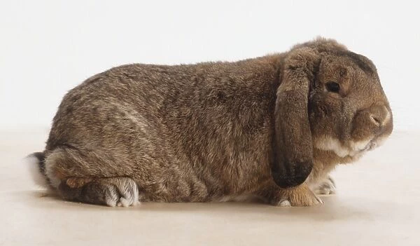 German Lop Rabbit (Oryctolagus cuniculus), brown, floppy eared animal, side view