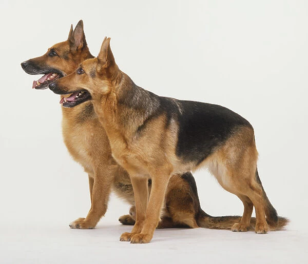 Side of German Shepherd Dog, Alsatian dogs standing