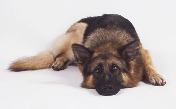 German Shepherd dog (Canis familiaris) lying down, head on floor, front view