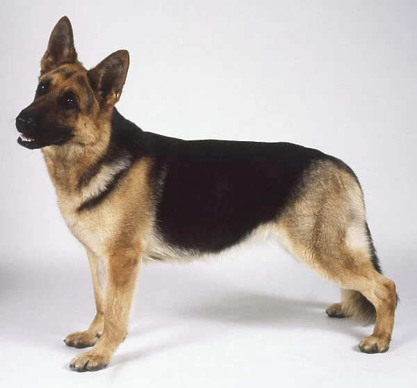 German Shepherd Dog (Canis familiaris), standing, side view