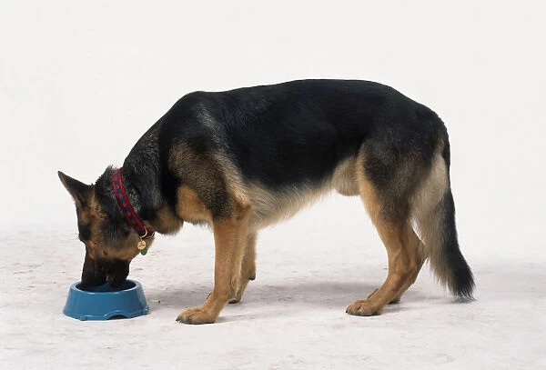 German Shepherd dog feeding from pet bowl