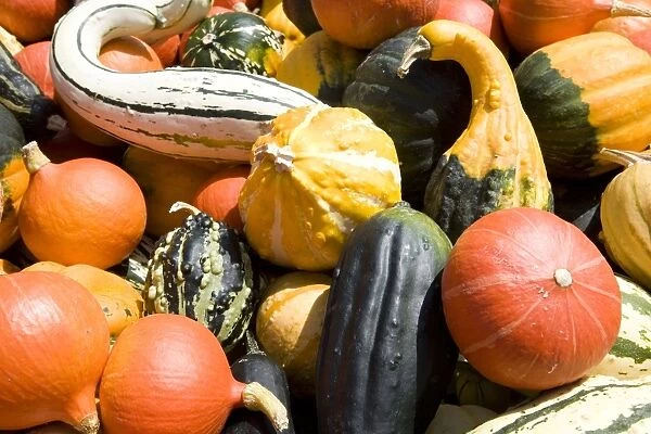 Germany, Bavaria (Bayern) state, Bad Reichenhall town, colourful squashes and pumpkins at the local market