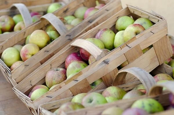 Germany, Potsdam, Fresh apples in basket