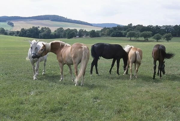 Germany, Saxony, near Kamenz, group of horses grazing in field