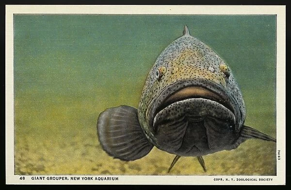 Giant Grouper. ca. 1937, New York, USA, 48. GIANT GROUPER, NEW YORK AQUARIUM. GIANT GROUPER. Florida and West Indies. A good food fish. Reaches a weight of 400 pounds