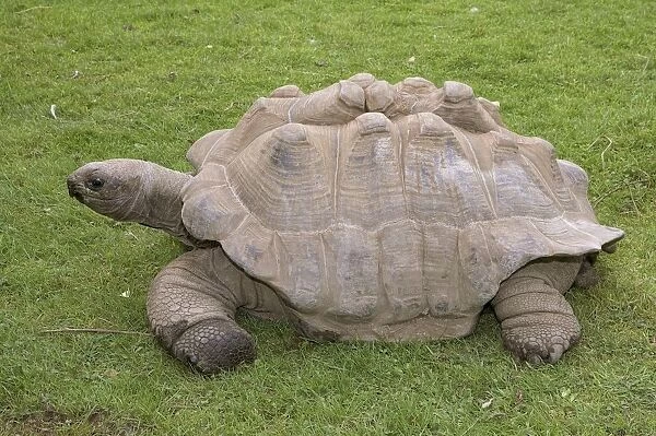 Giant tortoise (Geochelone gigantea), side view