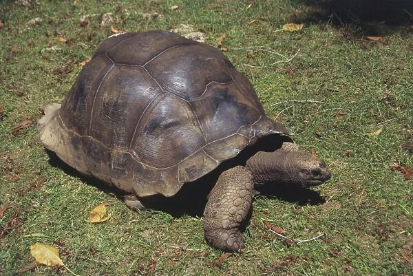 Giant tortoise on Prison Island, Tanzania. January 12th, 1998