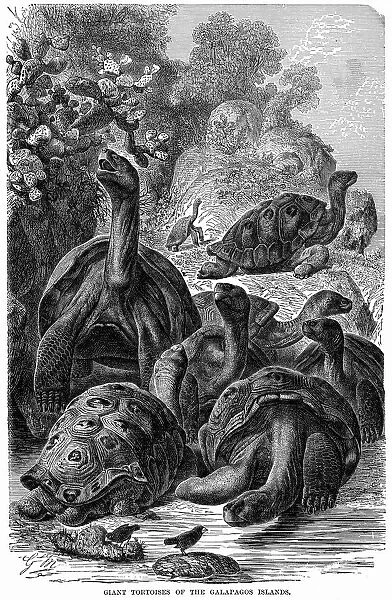 Giant tortoises of the Galapagos Islands