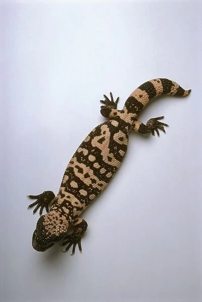 Gila monster (Heloderma suspectum), view from above