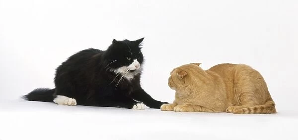 A ginger cat and a black and white cat sitting face to face, side view