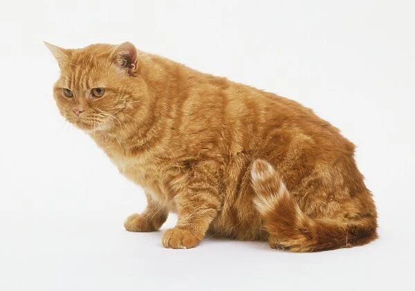 Ginger cat (Felis catus), seated, side view