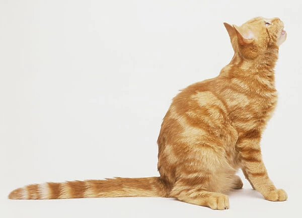 Ginger cat (Felis silvestris catus), sitting, with its tail stretched out flat on floor behind, and looking up, side view
