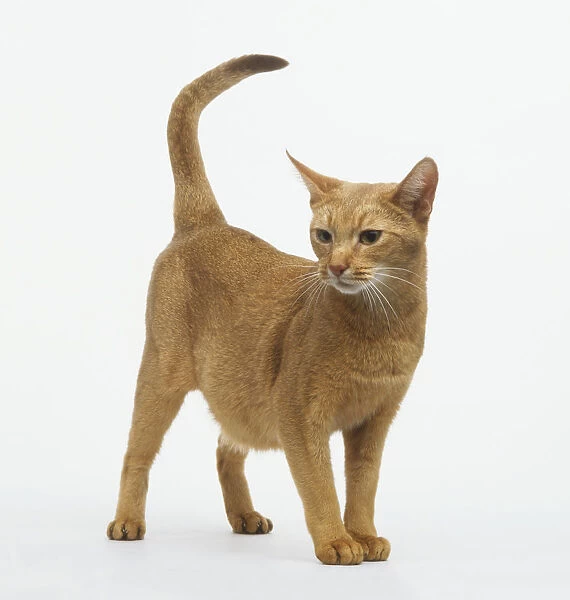 A ginger cat standing with its tail raised, looking to side