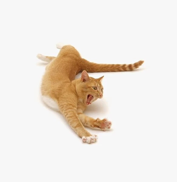 Ginger cat stretching with its mouth wide open, close-up
