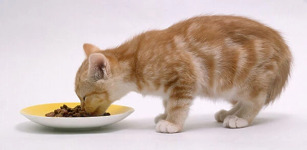 Ginger kitten feeding from a saucer