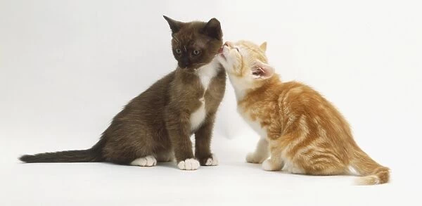 Ginger kitten (Felis catus) licking grey kitten
