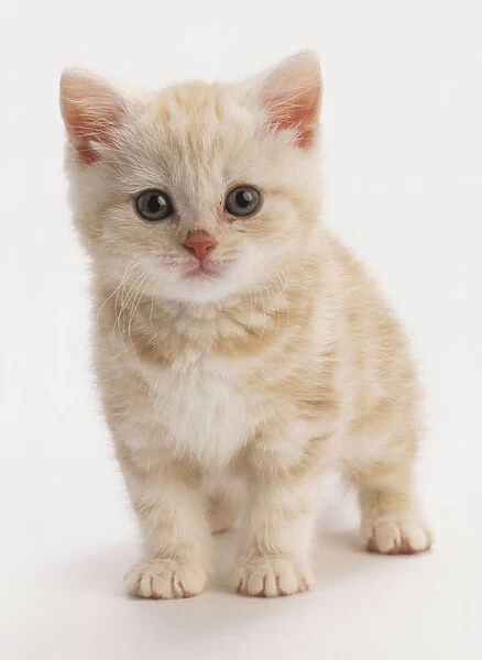 Ginger kitten with tabby markings, standing, fluffy white chest fur, pink nose, round green eyes, front paws planted close together, looking at camera, front view