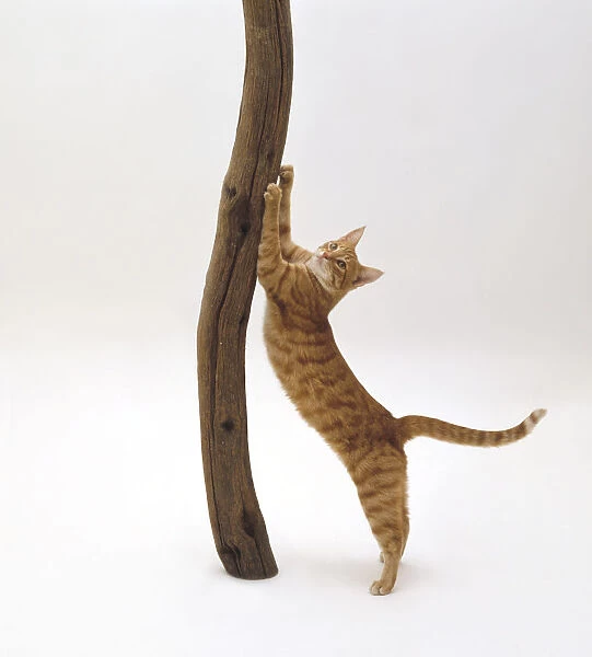 Ginger mackerel tabby cat stretching up and scratching on tree trunk