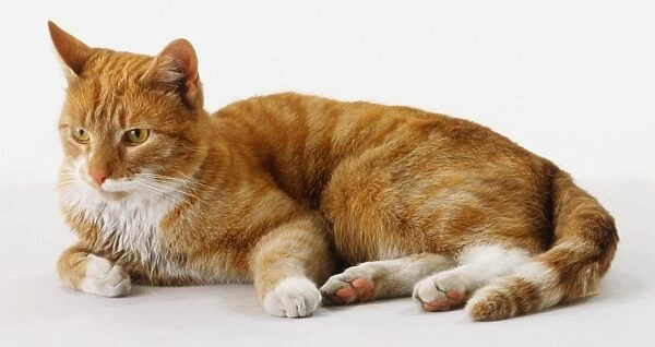 Ginger Shorthaired Cat (Felis catus) lying on its side, front view