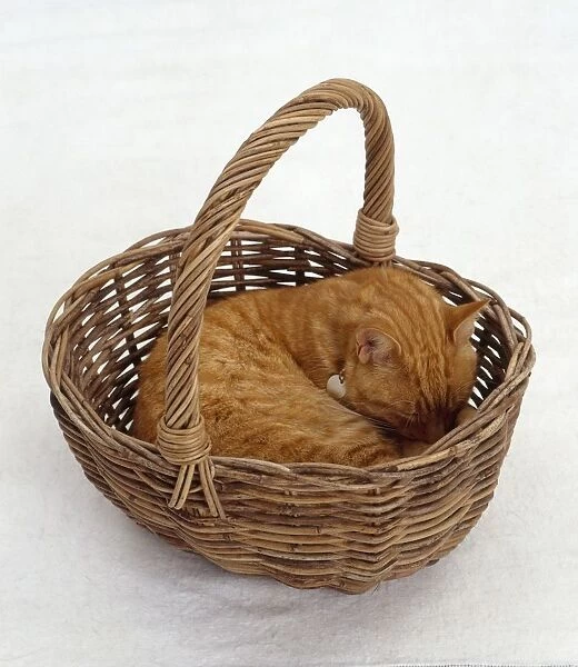 Ginger sleeping in wicker shopping basket