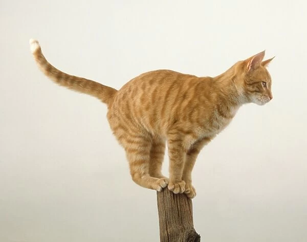 A ginger tabby Cat (Felis catus) perched on the top point of a wooden post, side view