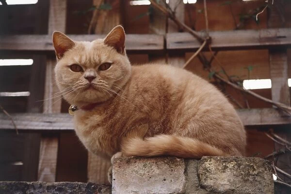 Ginger Tabby Cat (Felis silvestris catus) perched on brick wall