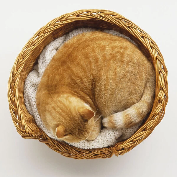 Ginger Tabby Cat (Felis silvestris catus) curled up in basket, view from above