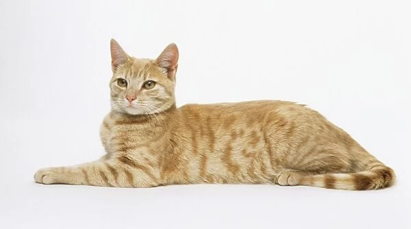 Ginger tabby cat, lying down, side view