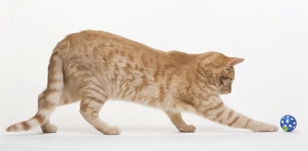 Ginger tabby cat playing with a ball