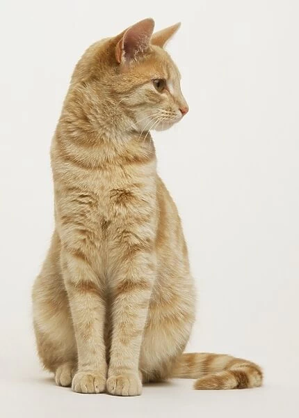 Ginger tabby cat sitting looking to side, front view
