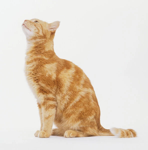 Ginger tabby cat, sitting, looking up, side view