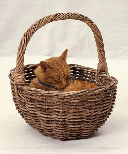 Ginger tabby cat snuggling up inside a wicker basket