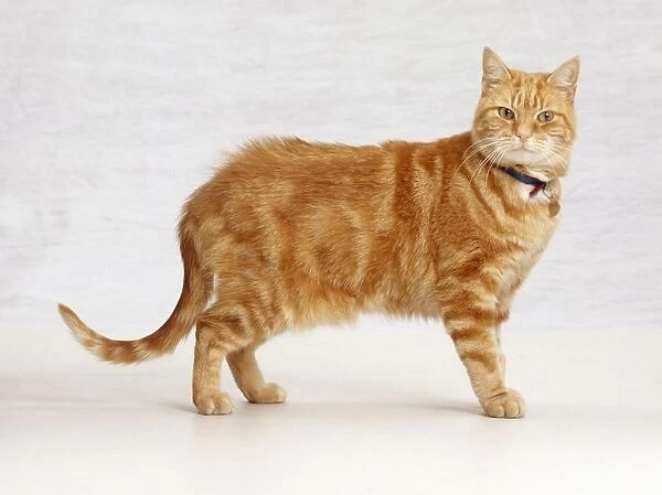 Ginger tabby cat, standing, looking at camera