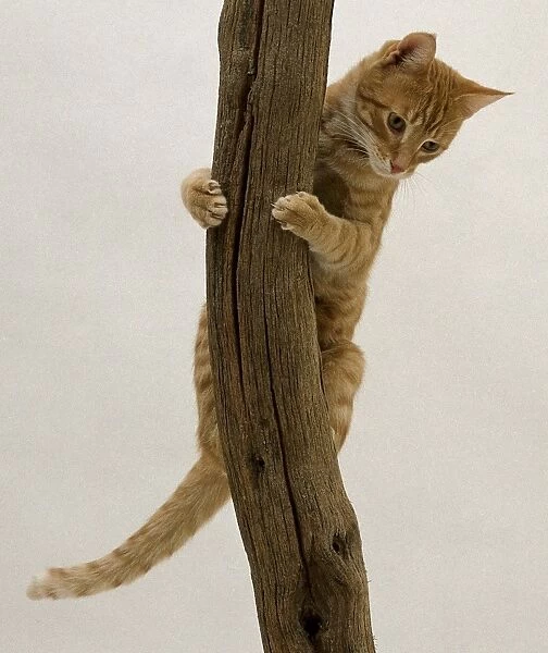 A ginger tabby domestic cat coming down a tree trunk