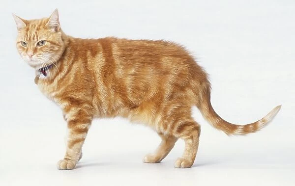 Ginger tabby Domestic Cat (Felis catus) standing, side view