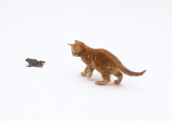 Ginger tabby kitten walking towards frog