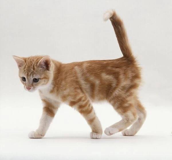 Ginger tabby kitten walking with raised tail, side view