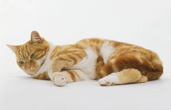 Ginger and white Cat (Felis catus) lying down on its side, side view