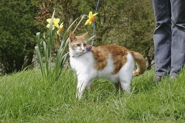Ginger and white cat on lead in garden near daffodils