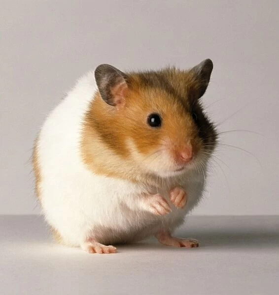 Ginger and white hamster on hind legs, close-up