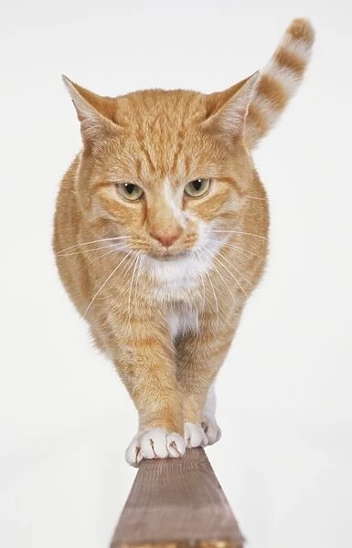 Ginger and white tabby cat (Felis silvestris catus), walking towards camera on wooden beam, front view