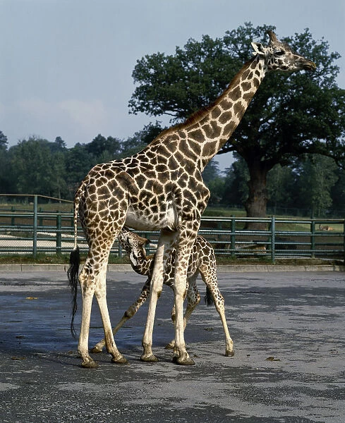 Giraffa camelopardalis, young giraffe stoops down and twists its head to feed beneath its mother in an outdoor enclosure
