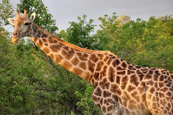 Giraffa. Moremi National Park. Botswana