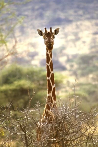 Giraffe. Botswana. Africa