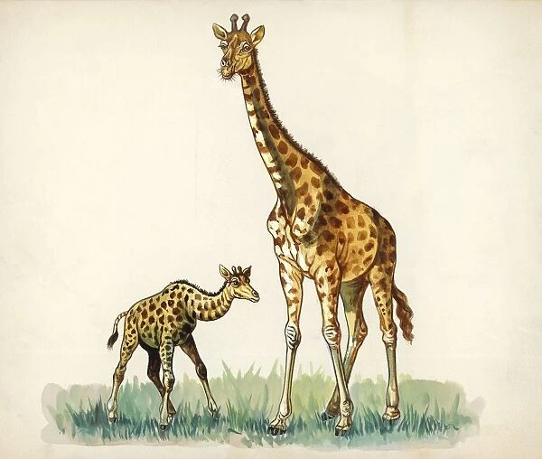 Giraffe and calf Giraffa camelopardalis, illustration